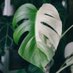 Urban Plant Home (@urbanplanthome) Twitter profile photo Urban Plant Home (@urbanplanthome) Twitter profile photo