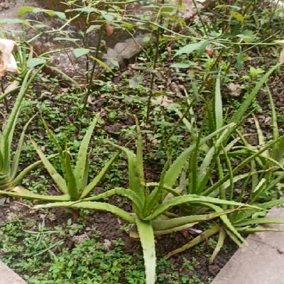 SPAL83090643's profile picture. 