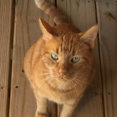 NatNevskaya's profile picture. LEGAL Immigrant. American by choice. Occasionally grumpy mechanical engineer. Enthusiastic cat servant. Pro-liberty. Pro-individual rights. Pro- free markets.