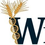 Wheat Coordinated Agriculture Project (WheatCAP). US public breeders focused on improving wheat and educating the next generation of plant breeders.