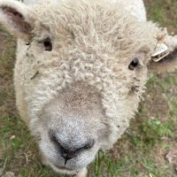 Lisa Hart (@lisasheepmom1) 's Twitter Profile Photo Lisa Hart (@lisasheepmom1) 's Twitter Profile Photo