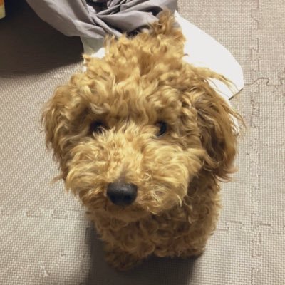 toomooyaamaki's profile picture. 