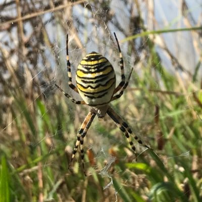 GangrelChilde's profile picture. Working for wildlife. Birder | he/him