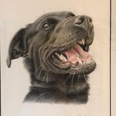 I draw, and juggle Labradors. Commissions open.