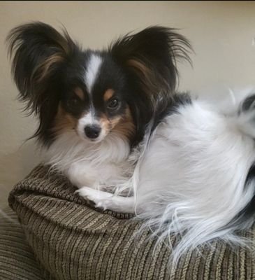 I breed and show beautiful Papillons.