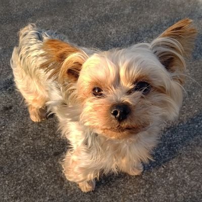 latte0303's profile picture. ヨーキー、ヨークシャーテリア、🐶、好きな方と繋がりたいです
Instagram : @bunbun01311
二代目ヨーキー ♂ ８歳 0131 ブンブン
先代 ヨーキー latte ♂14歳🌈