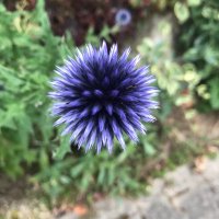 Alles Ausser Mainstream (@allesaussermain) 's Twitter Profile