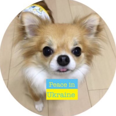 🐶チワワのルイくん🐶🇺🇦さんのプロフィール画像