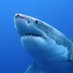 KShark (@kjshark66) Twitter profile photo KShark (@kjshark66) Twitter profile photo