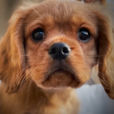 I love sniffing & eating almost anything. My hoomans say I’m a ‘lil poop machine and I’m a bit of a softie.