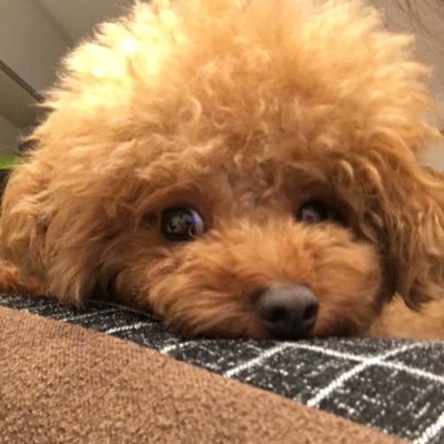 トイプードルMacの日常や旅行記をたまにツイートしますよ😁 無言フォロー大歓迎です🐶犬連れで行ける旅行中心にYouTubeもしてます 2018.10.15 ♂2.6㌔ コレでもレッド(禿げてきた)🥹