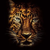 Mainland Jaguars (@mainlandjaguars) 's Twitter Profile