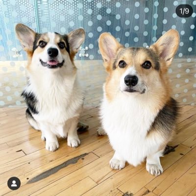 Uncle (Brady) and Nephew (Graffiti). Two pembroke welsh corgis 🐶 @ bradythecorgi on IG