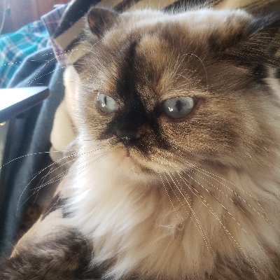 F bombs will drop. BLM . Old lady....gardening, cats, flowers, airplanes, cooking/recipes, Judaica, Israel, sarcasm. Also AudreySeawood@bluesky