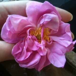 Sara_k_al's profile picture. 