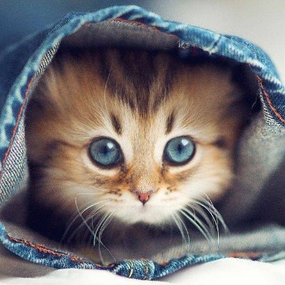 hiennguyen9874's profile picture. 