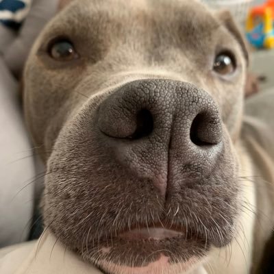 lainevaleriee's profile picture. Book Hoarder