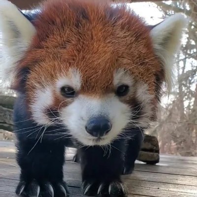 Rocketpog1's profile picture. Fallout new vegas