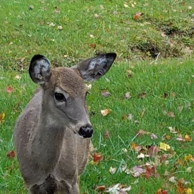 RelicVet's profile picture. Active mom and grandma. Retired biologist.  Army veteran - preventive medicine and NBC.  Member of NRA, American Legion, and DAR. Conservative old farm girl.