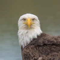 Jake Moore (@gburg_golf) 's Twitter Profile Photo Jake Moore (@gburg_golf) 's Twitter Profile Photo