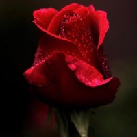 شطر بيت (@meshall2011) Twitter profile photo