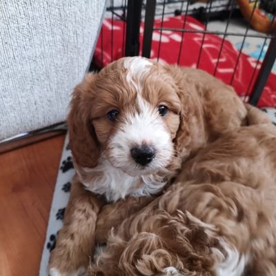 macnasty999's profile picture. Realist