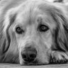 EbsQuadrat's profile picture. Wertekonservativ, sozialpolitisch eher links, menschlich liberal. EE sind die Zukunft. 💚  🇺🇦 🇪🇺 Hundemensch ♥️🐕