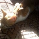 Maximo Fernandez - @Hombrecumm - Twitter