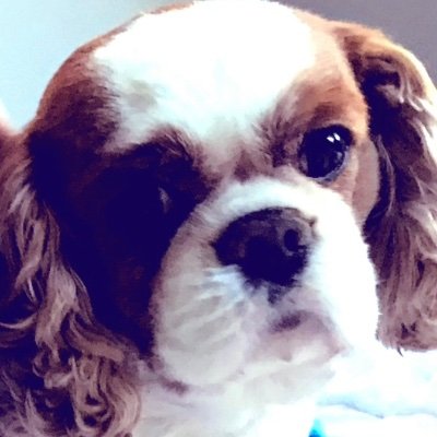 AprilGiangrande's profile picture. CANADIAN FOR TRUMP! Mom, Wife, Conservative, Roman Catholic ✝️ 🇨🇦 🇮🇹 🍏🍎 🚛 🚚 TRUMP 2024!!! 🐘🇺🇸