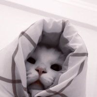 虚無 (@oooousz) Twitter profile photo