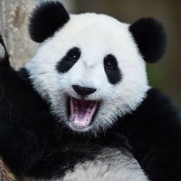 🐼 (@mandapanda_5280) 's Twitter Profile