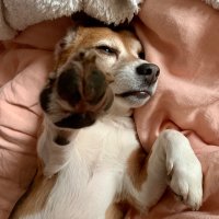 Scarlett, Beagle Ambassador and Heroine(@scarlettbeagle) 's Twitter Profileg