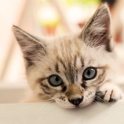 aghessorel_21's profile picture. メタラーです。エクストリームメタルを特に好みます。長年左派、野党支持でしたがウクライナ侵略に対する政治的姿勢に憤怒し改心。国体及び皇統を破壊するLGBT法、同性婚、夫婦別姓、インバウンド公害、外国人参政権、移民推進政策→多文化共生=他文化強制に断固反対します🇯🇵💙✨#六四天安門 #日本保守党党員