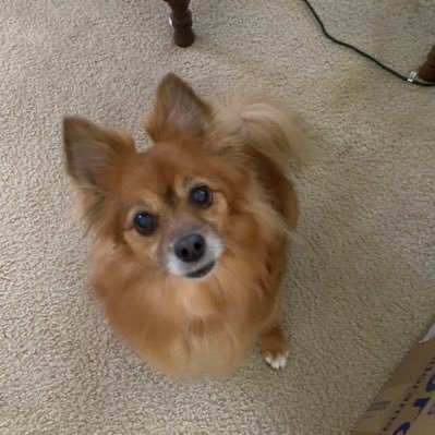 Sherlynn2022's profile picture. Freedom loving Patriot