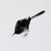 colibrí (@ypsilonomega) Twitter profile photo