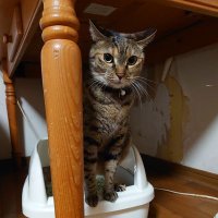 力こぶ猫パンチ (@masya_0223) Twitter profile photo