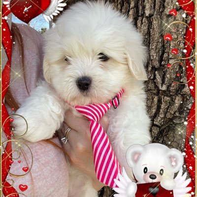 Coton De Tulear Hobby Breeder
