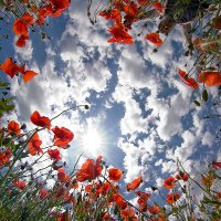 NATURALEZA (@naturalezav3) 's Twitter Profile Photo NATURALEZA (@naturalezav3) 's Twitter Profile Photo