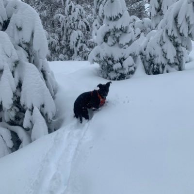 francesco_rubbo's profile picture. ML @SpringDiscovery