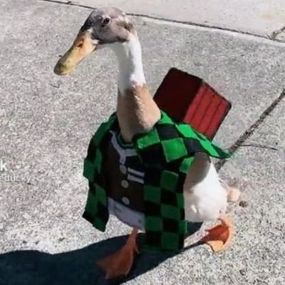 Pedro51681040's profile picture. 