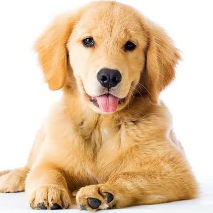 sahibesizkopek's profile picture. hoşuma gidenleri rt liyorum  başka bisey yok