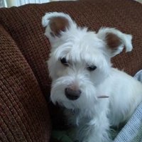 Htgross (@htgross1) 's Twitter Profile