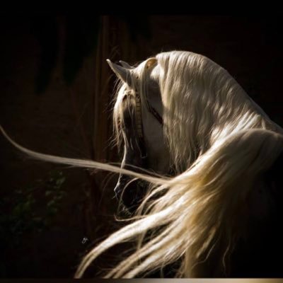 AlrefaeiHabeeb's profile picture. مجوهرات