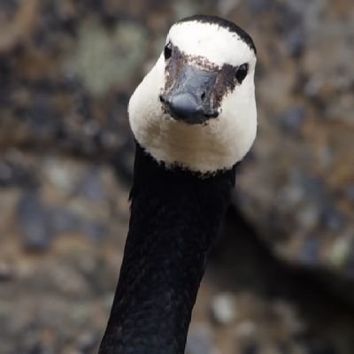 Tempelten_'s profile picture. 