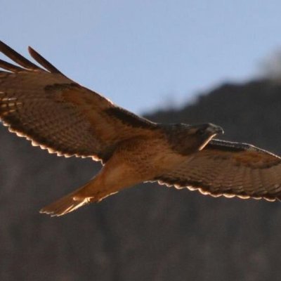 ndafill's profile picture. US Army Veteran.