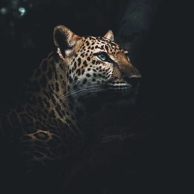 slmaRw's profile picture. تصنع الغباء امر ضروري لمواكبة هذا العالم المشوه