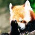 RedPanda (@rreeddpanda) Twitter profile photo RedPanda (@rreeddpanda) Twitter profile photo