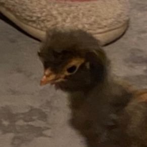 cryptocreeper6's profile picture. 