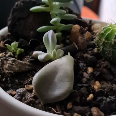 banhmi_lol's profile picture. Bomu