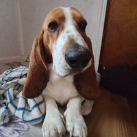 🇨🇦 Willie TheBasset 🇨🇦(@WillieTheBasset) 's Twitter Profile Photo